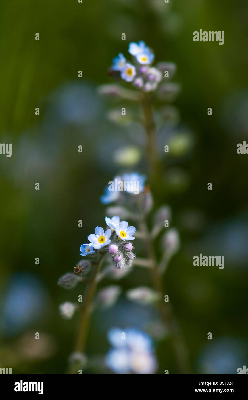 Forget me not Stock Photo