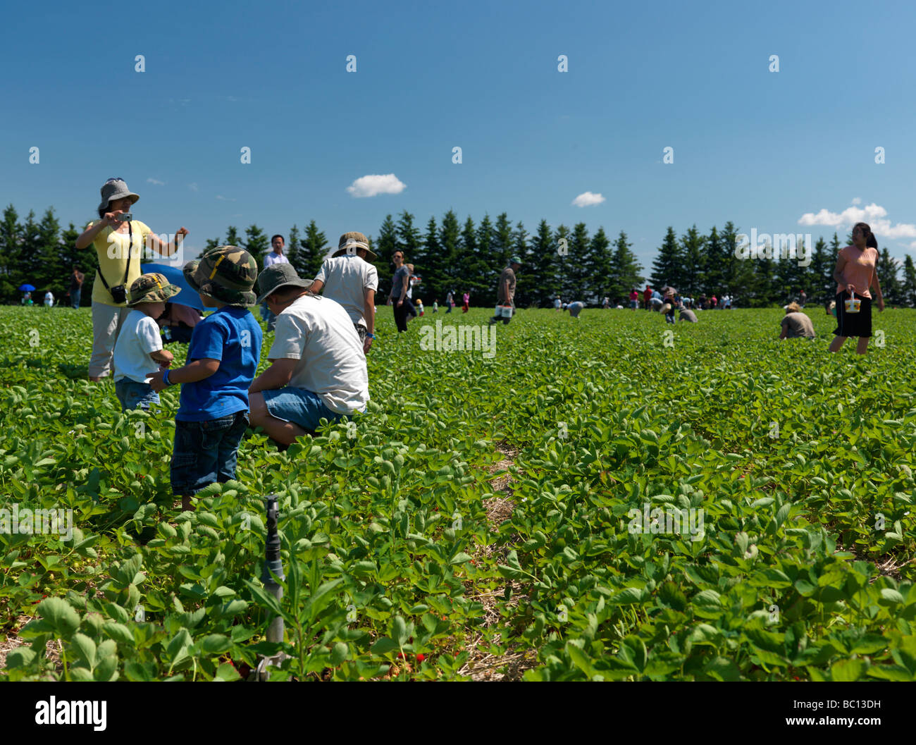 People with children at an organic strawberry farm Stock Photo - Alamy