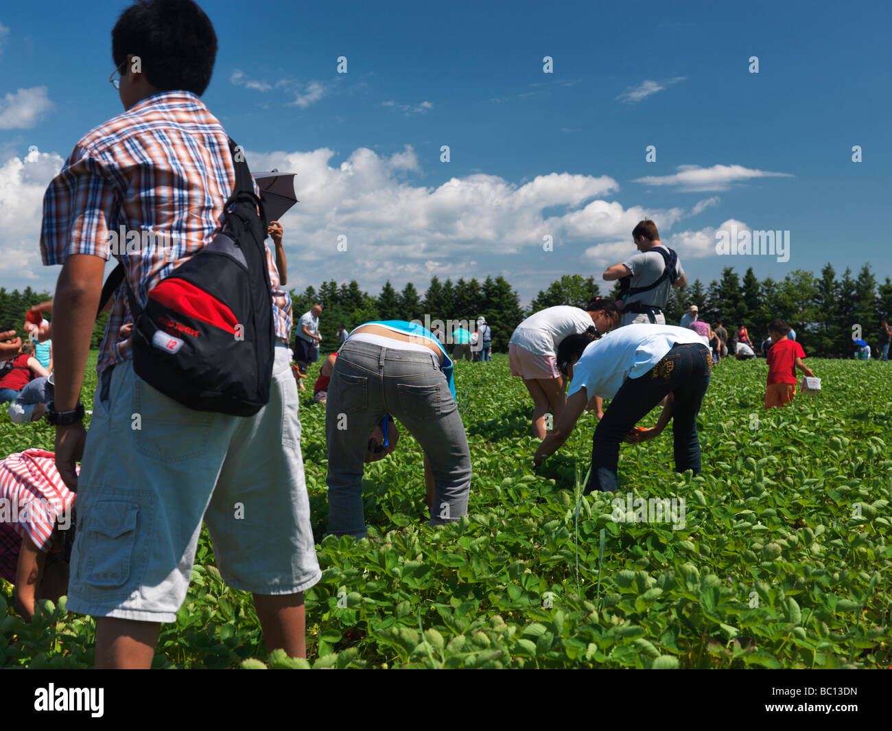 People with children at an organic strawberry farm Stock Photo - Alamy