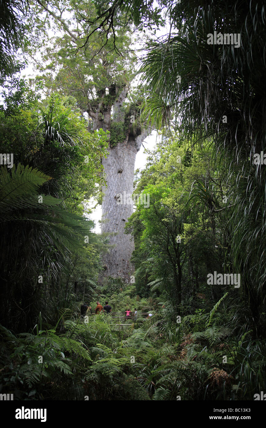 Kauri tree 'Tane mahuta', Waipoua Forest Stock Photo Alamy