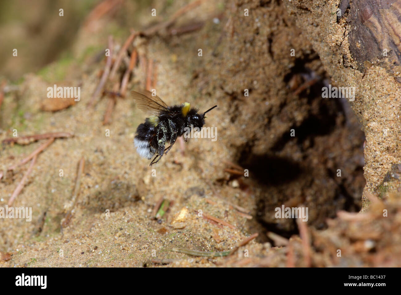 Bumble Bee Bombus lucorum flying into nest Stock Photo