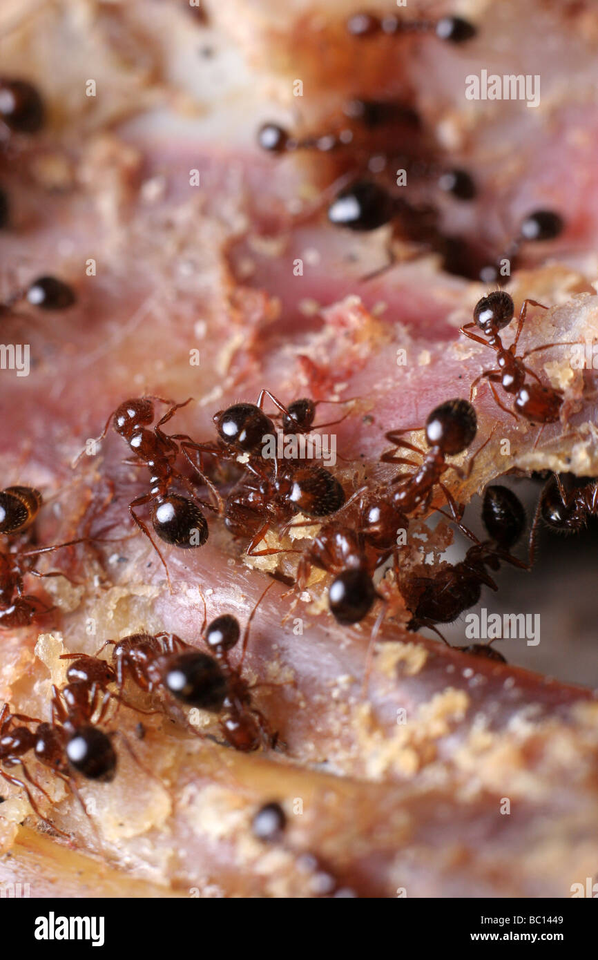The Hidden Diet Of Ants Beyond Meat And Sweets - yl0l8mi