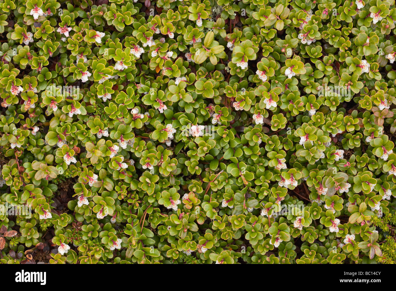 Arctostaphylos uva ursi flowering background Stock Photo