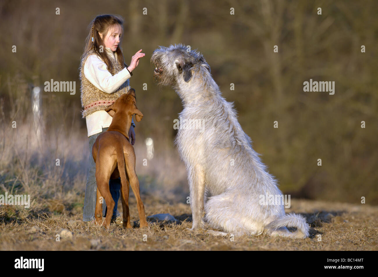 Irish Wolfhound (Canis lupus familiaris), the tallest dog breed. Girl with Wolfhound and a Rhodesian Ridgeback Stock Photo
