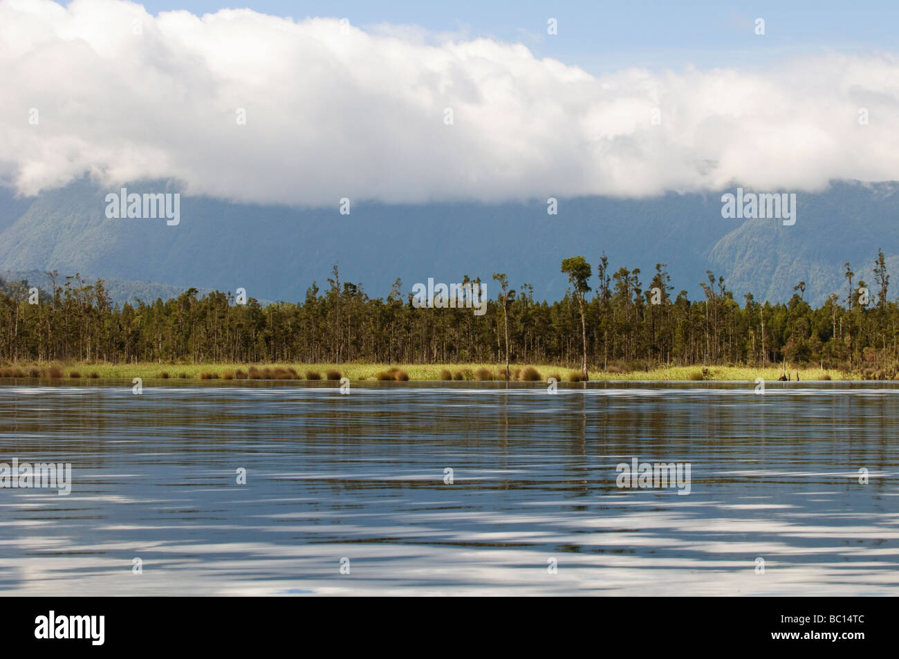 Podocarp wetlands in the margins of Lake Brunner, New Zealand Stock Photo