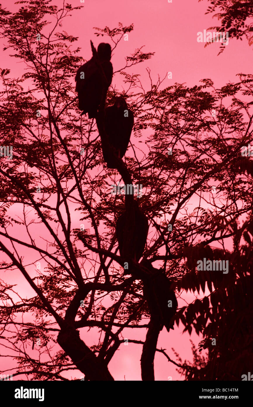 American Black Vultures at dawn in trees near  Dutch Gap power station , Chester,Virginia Stock Photo