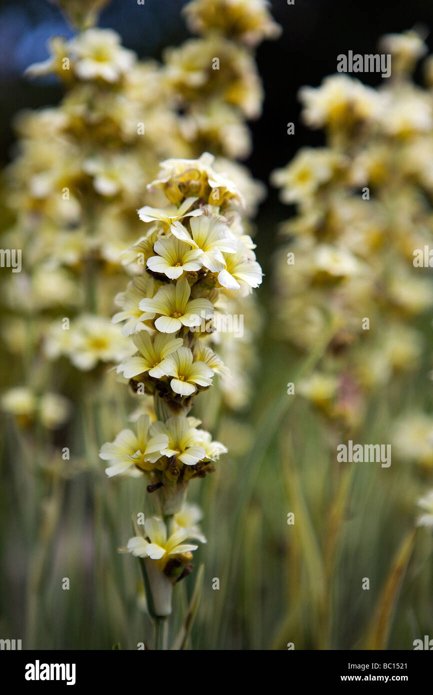 Flower spike of the self seeding evergreen perennial, Sisyrinchium striatum Stock Photo