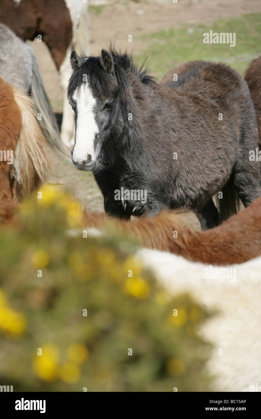 The area of Pembrokeshire, Wales. Wild Welsh ponies grazing near St David’s Common in Pembrokeshire. Stock Photo