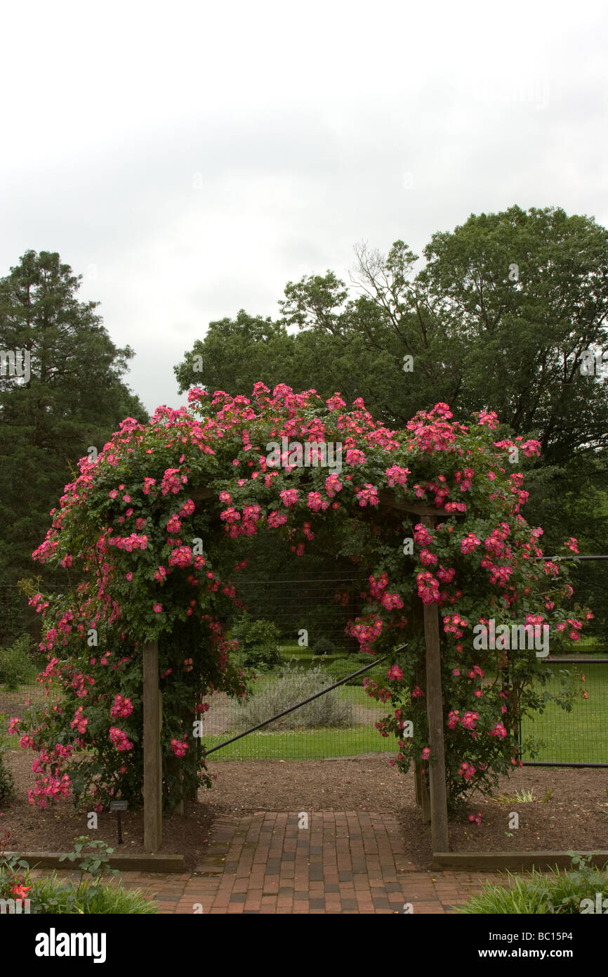 trellis with roses Stock Photo Alamy