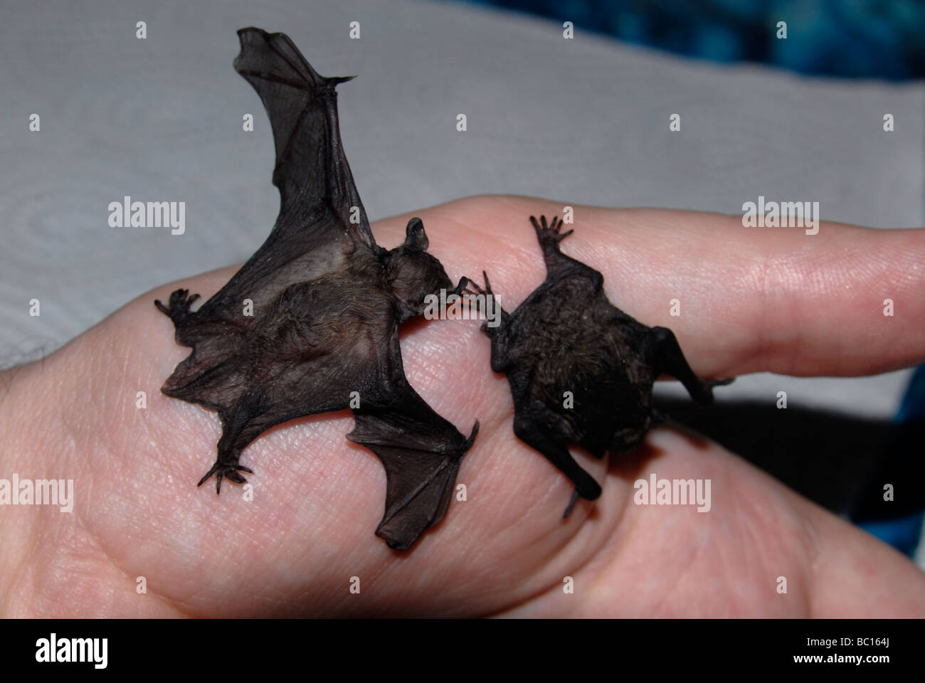 2 bats (common pipistrelle), about 2 weeks old, sitting on a hand, one testing its wings Stock Photo