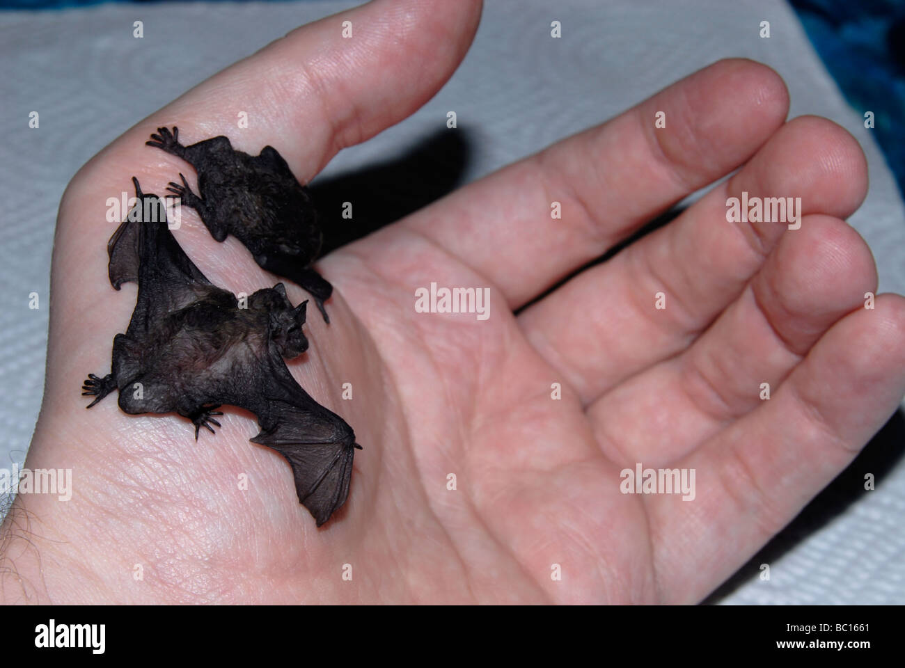 2 bats (common pipistrelle), about 2 weeks old, sitting on a hand, one with open wings Stock Photo