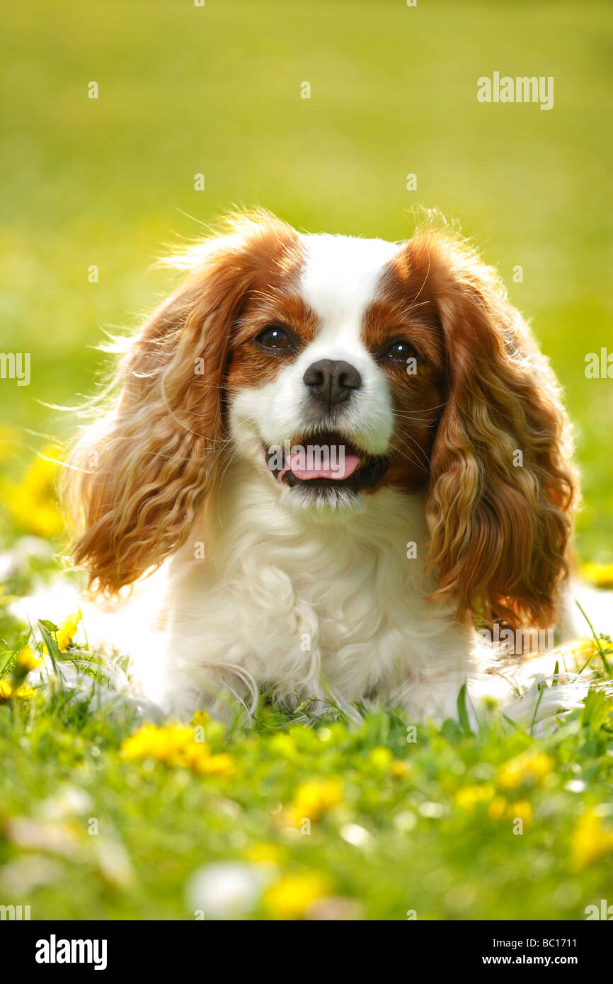 Cavalier King Charles Spaniel Blenheim Stock Photo Alamy