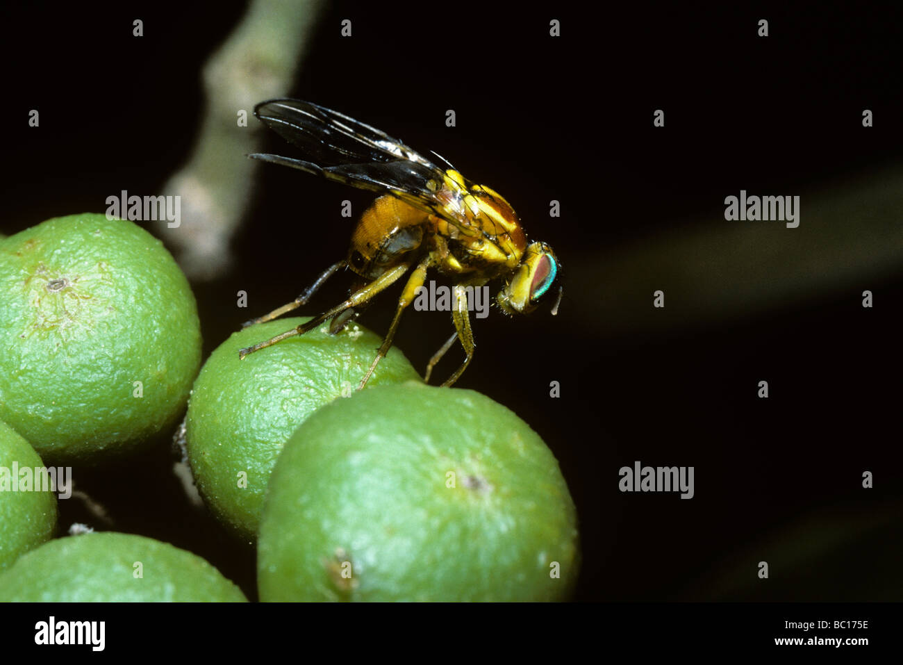 Large fruit fly female Tephritidae ovipositing in a fruit in desert Mexico Stock Photo