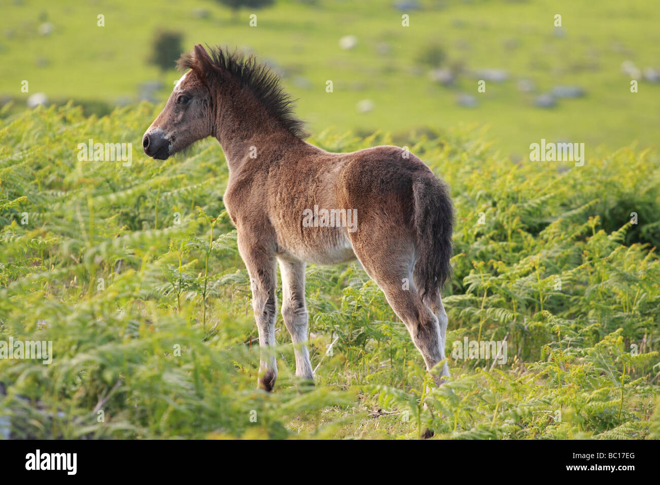 Pony foal trekking hires stock photography and images Alamy
