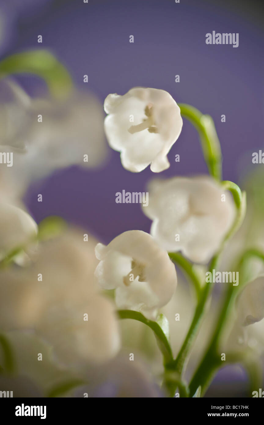 Lily-of-the-Valley Flowers Detail Stock Photo