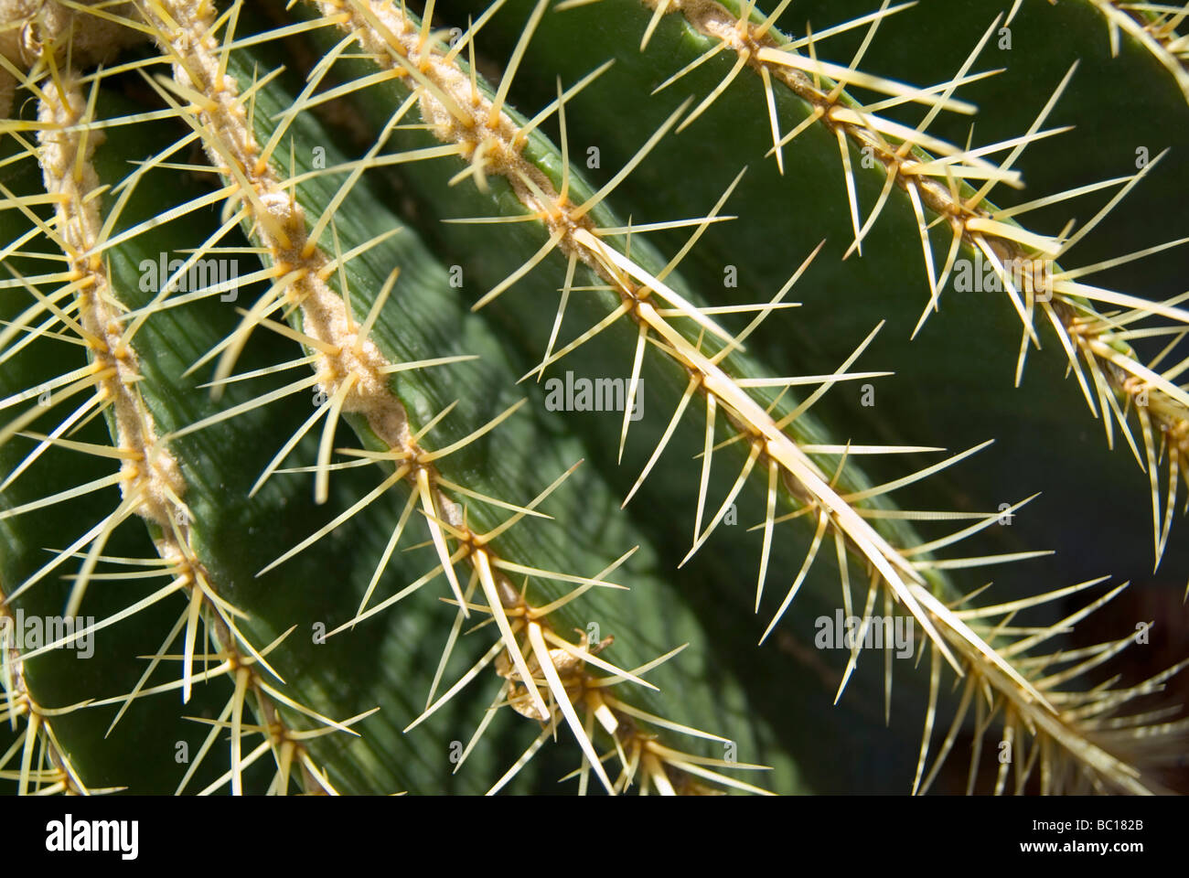 Rows of sharp needles line the skin of a cactus in the Marjorelle