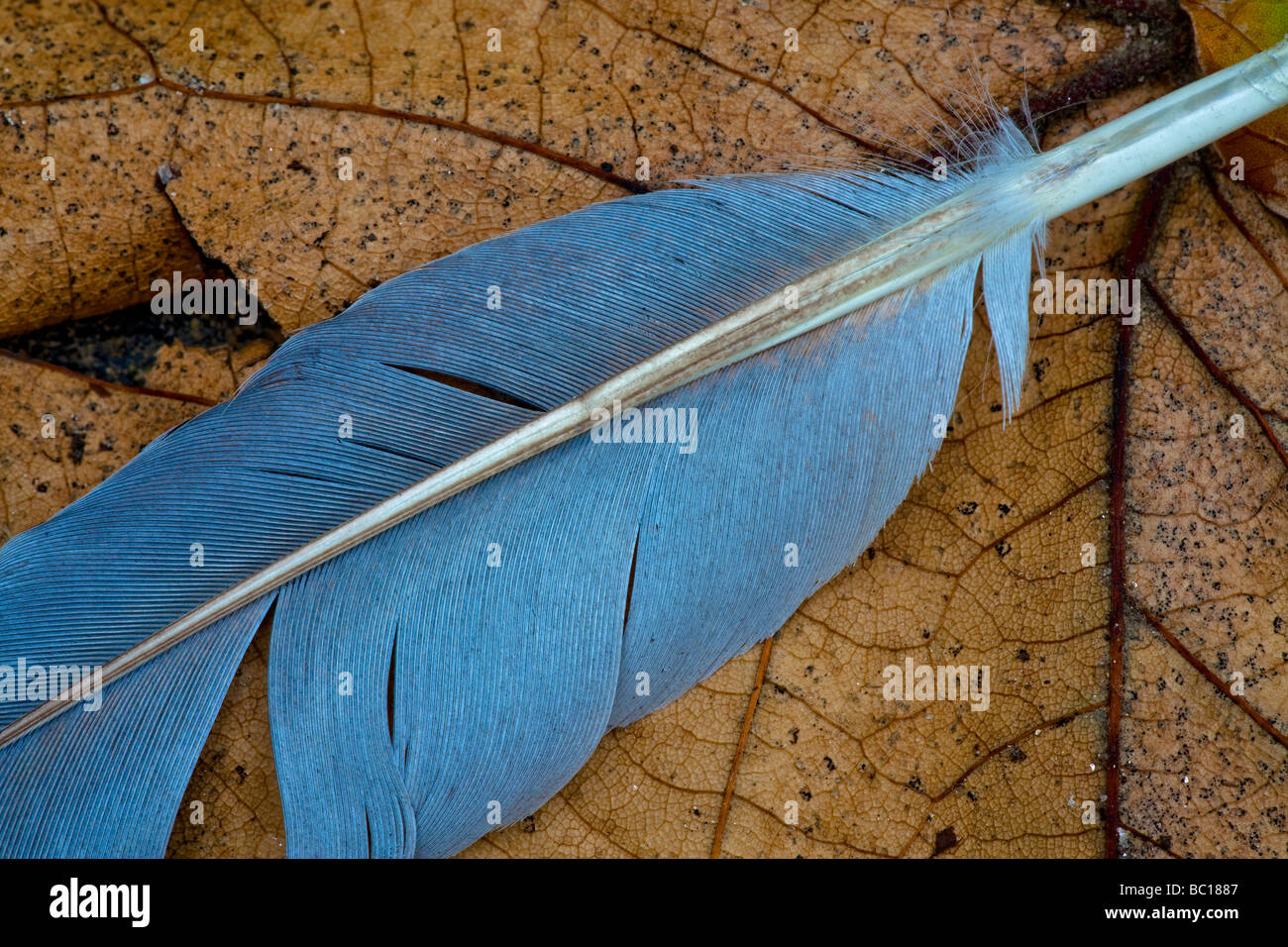 Blue jay feather Black and White Stock Photos & Images - Alamy