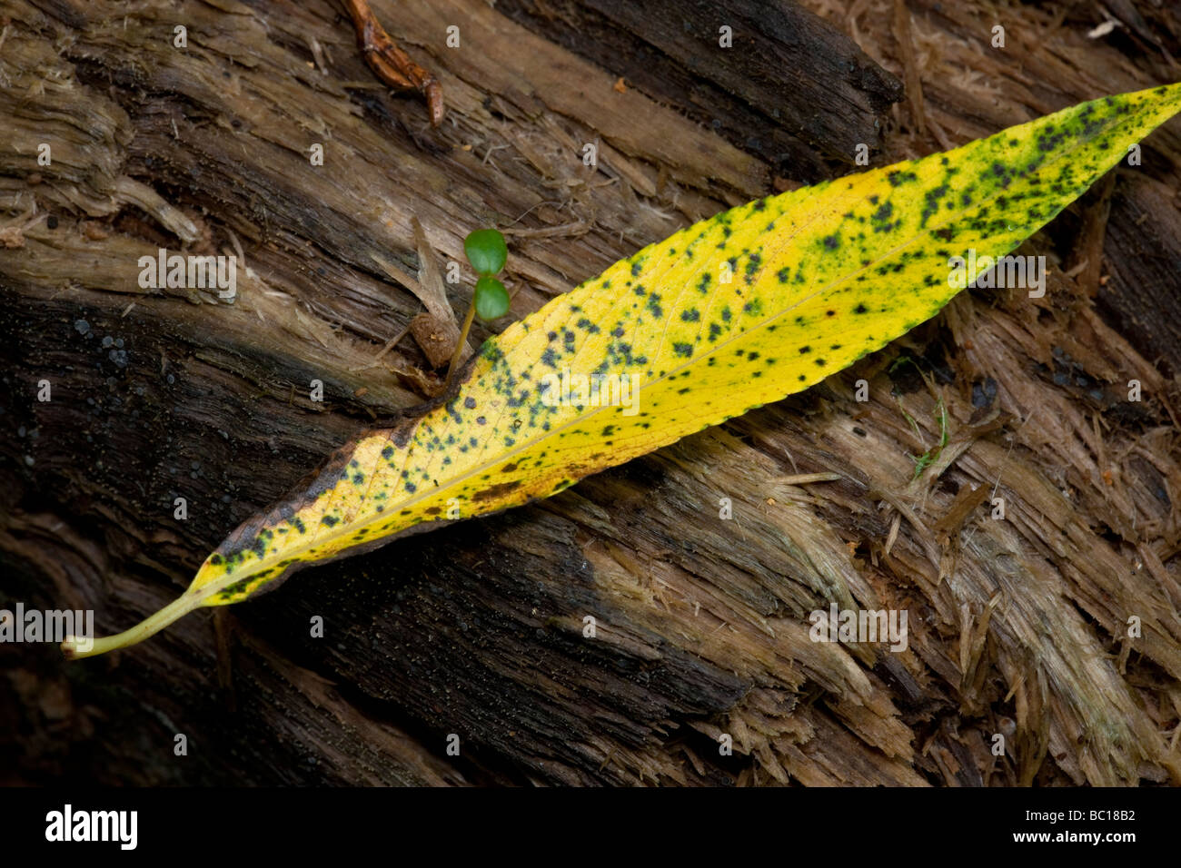 Willow leaves with hi-res stock photography and images - Alamy