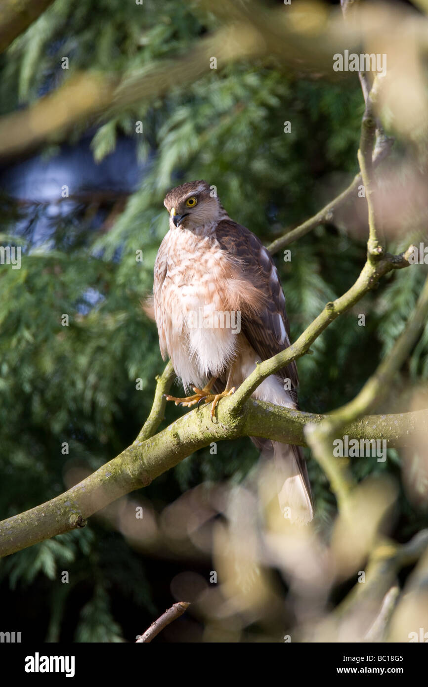 Sparrow Hawk Accipiter nisus Accipitridae Stock Photo