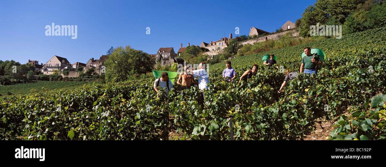France, Yonne, Chablis, AOC Chablis, hand grape picking Stock Photo