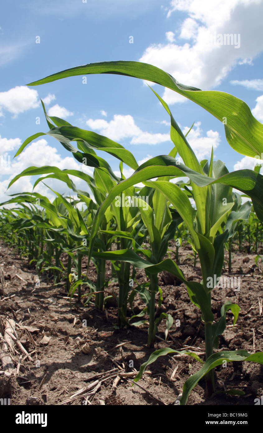 Young Corn Plants in Row Against Blue Sky with Cumulus Clouds Stock ...