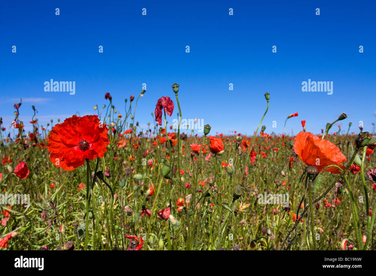 Red poppies against blue sunny sky Stock Photo - Alamy
