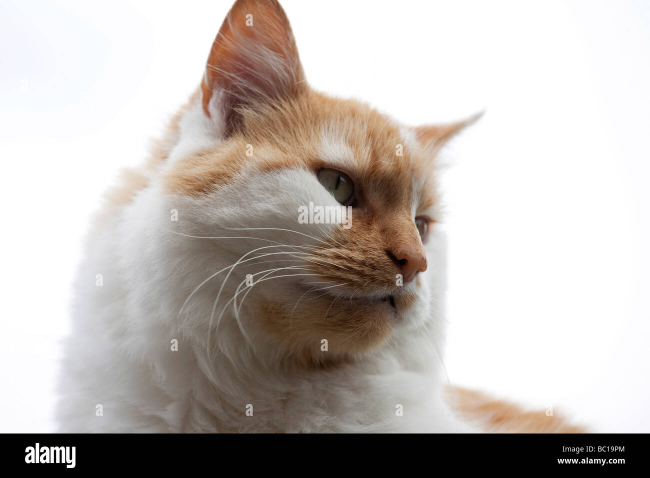 White cat close up head hi-res stock photography and images - Alamy