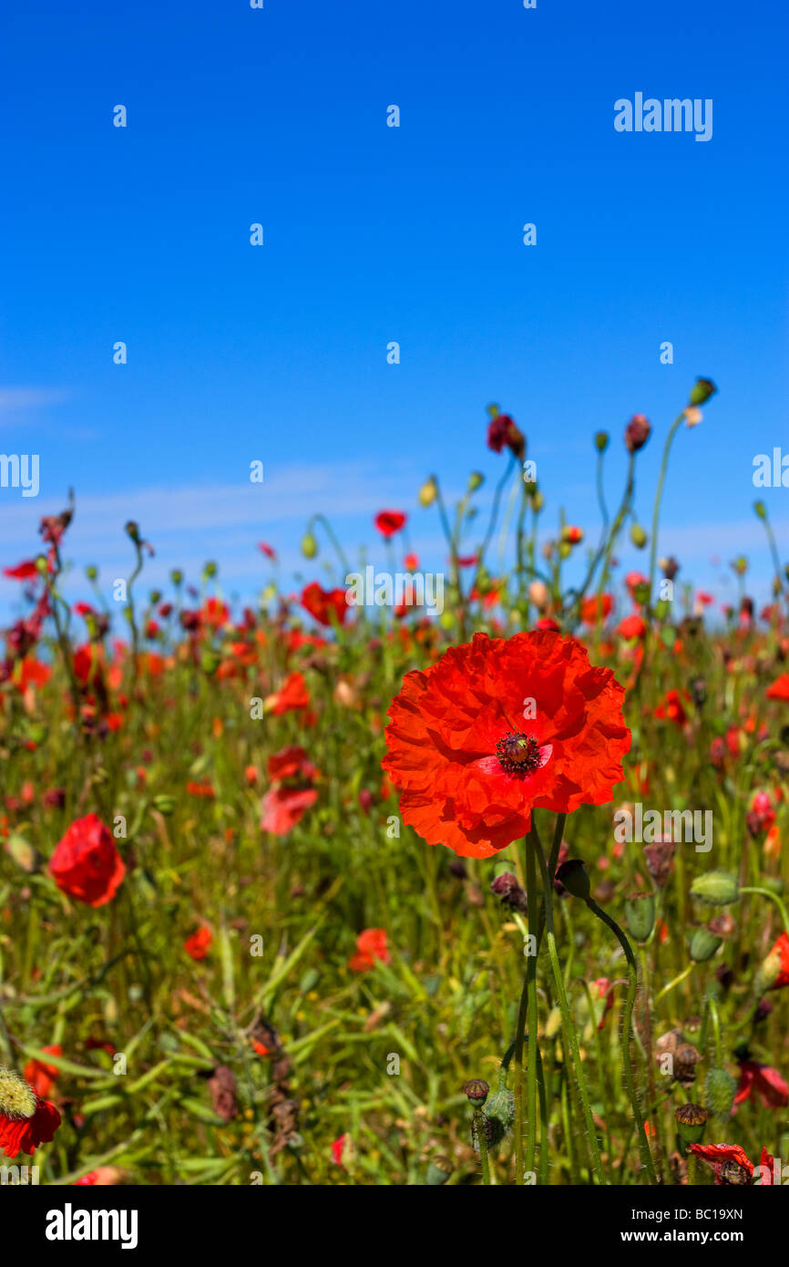 Red poppies against blue suny sky Stock Photo - Alamy