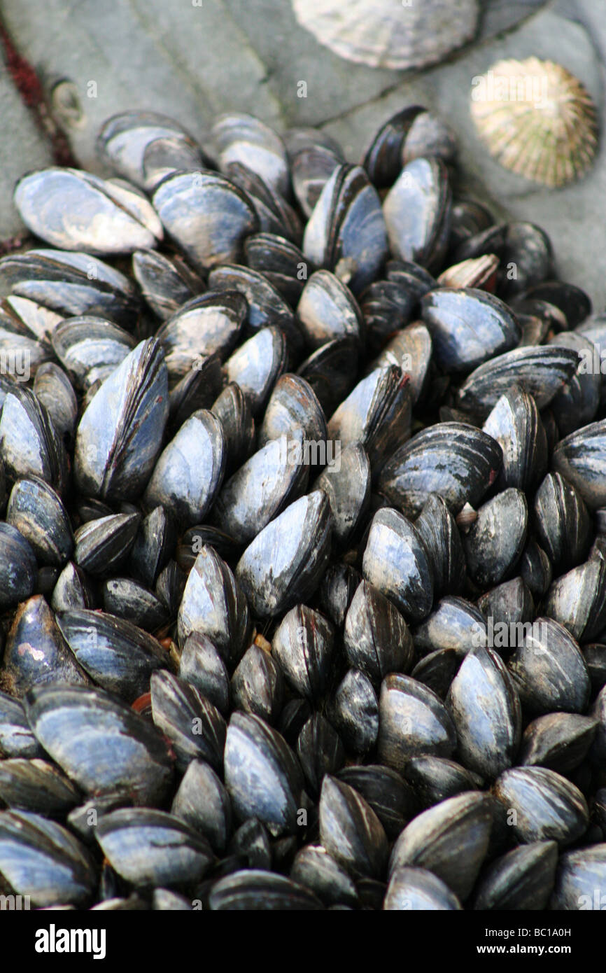 Mussels on the beach at Gwbert Ceredigion West Wales UK Stock Photo Alamy