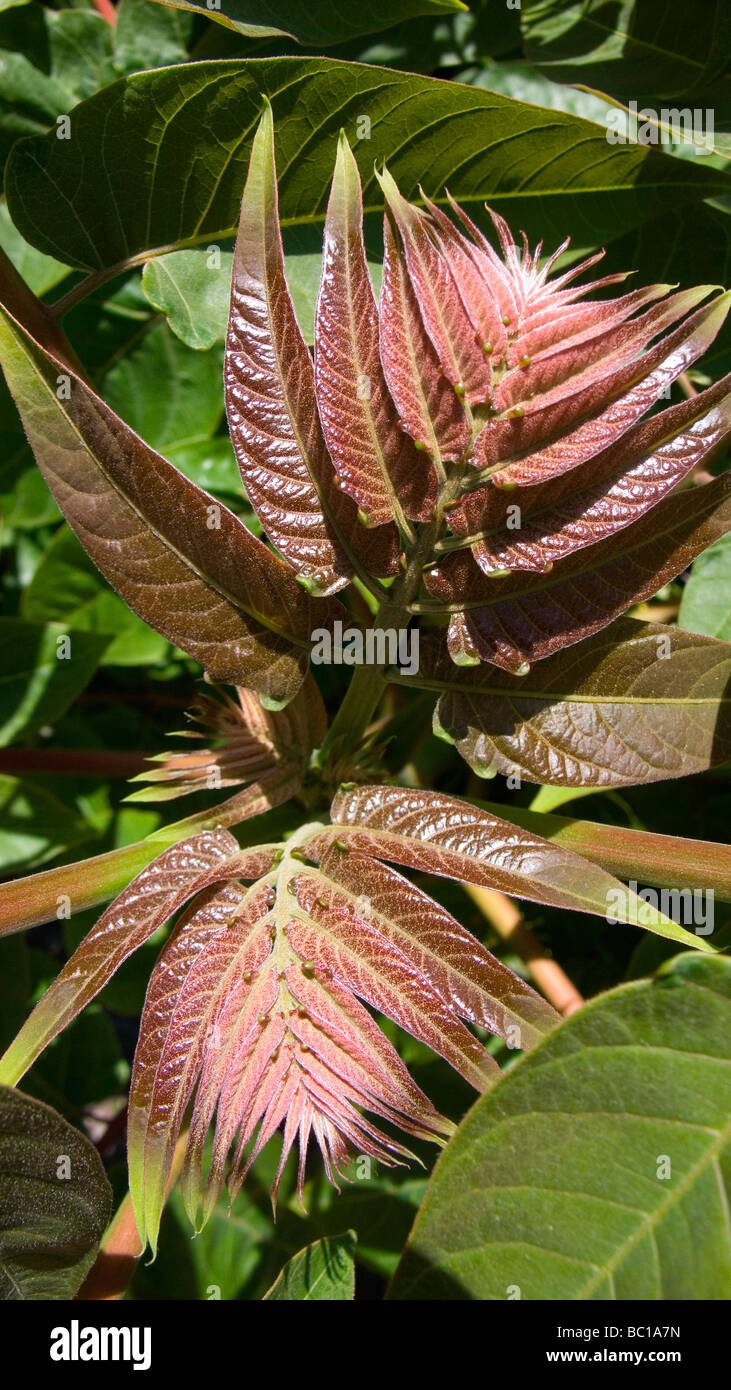 Close up of new growth of Ailanthus Altissima tree commonly known as tree of heaven or stinktree. Stock Photo