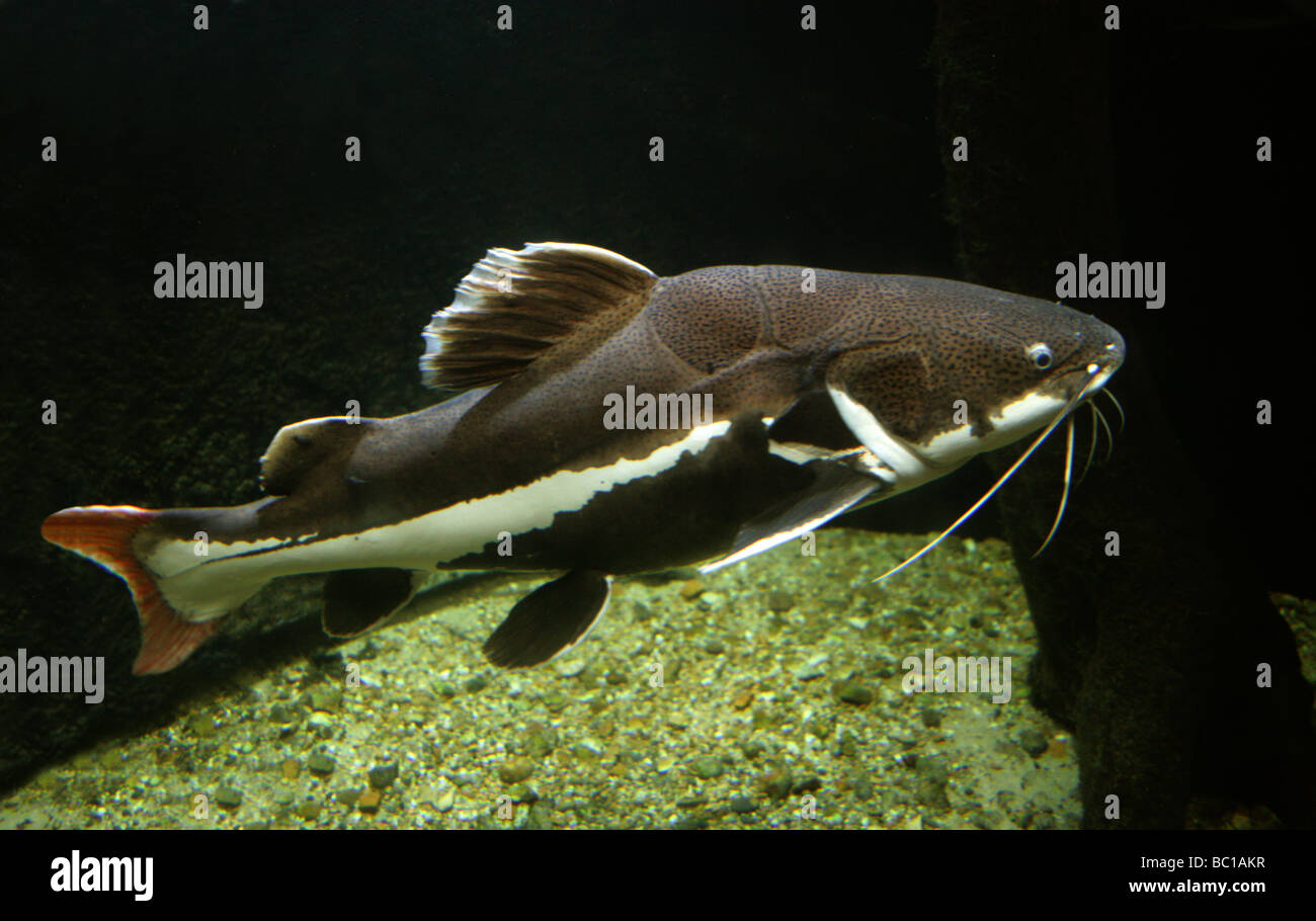 Redtailed or Redtail Catfish, Phractocephalus hemioliopterus, Pimelodidae.  Also Known as Flat-nosed Catfish or Antenna Catfish. Stock Photo