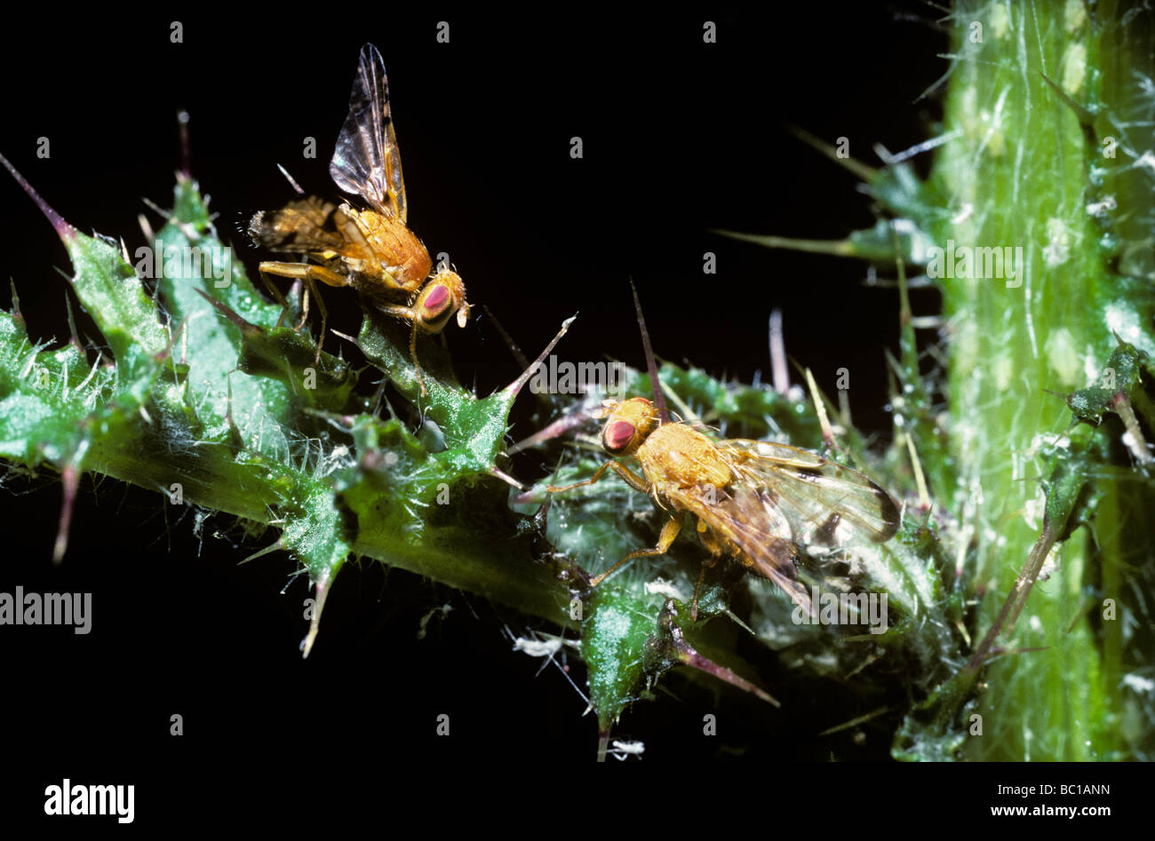 Large fruit fly Xyphosa miliaria Tephretidae two males exhibiting specific wing postures during rivalry UK Stock Photo