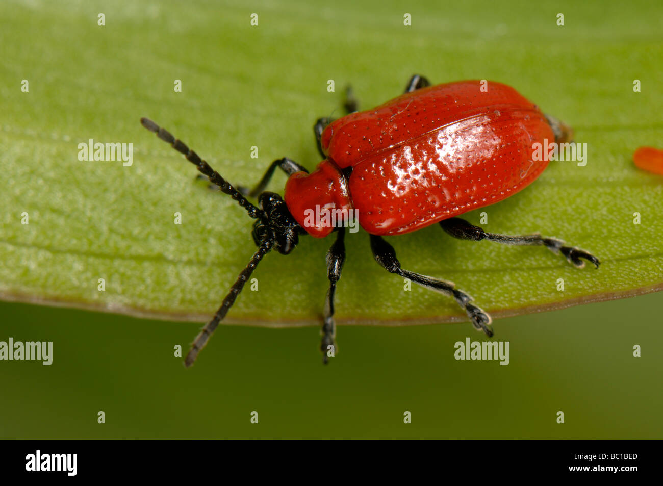 Lily beetle lilioceris lilii female hi-res stock photography and images ...