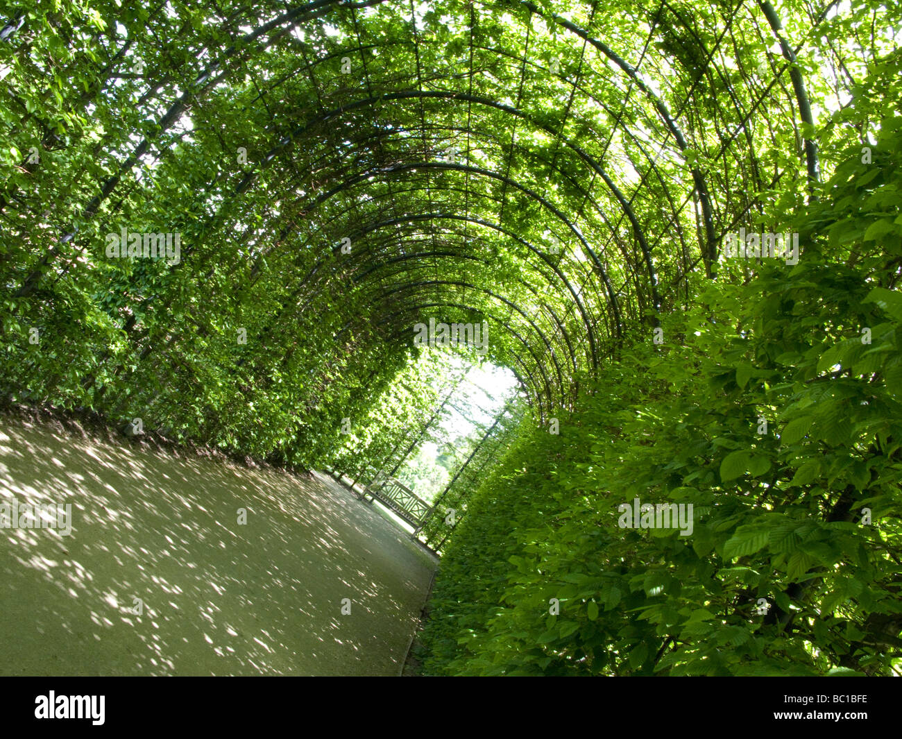 Plant covered walkway with dapled light Stock Photo Alamy