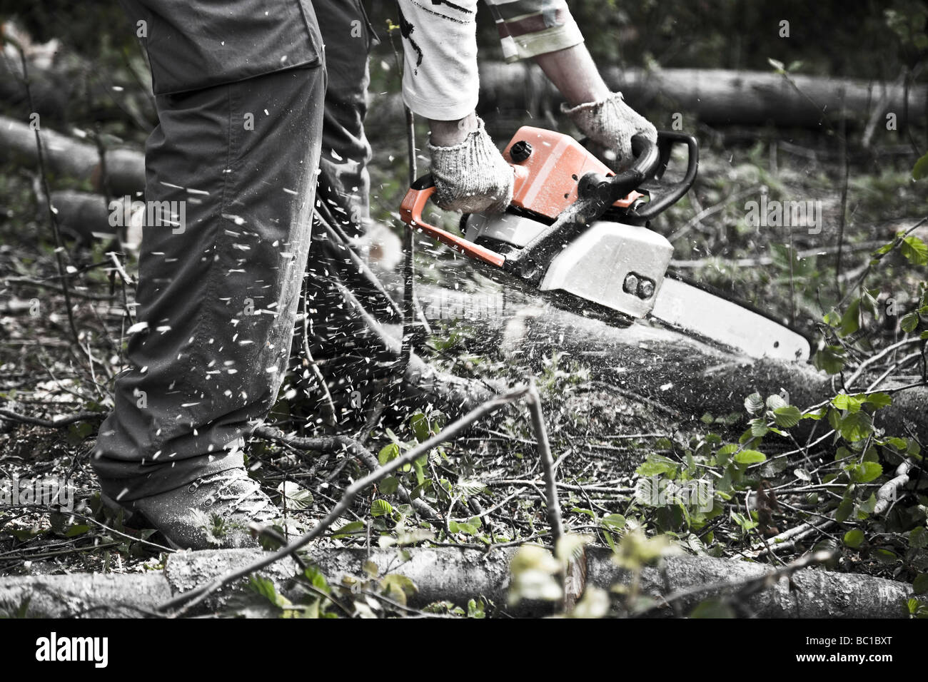 Chainsaw in action cutting hi-res stock photography and images - Alamy