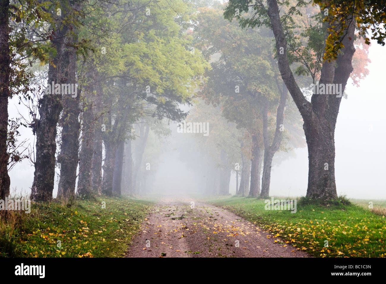 Gravel road alley in morning fog and autumn colors Stock Photo