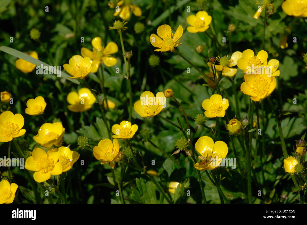 Creeping buttercup Ranunculus repens flowering plants Stock Photo