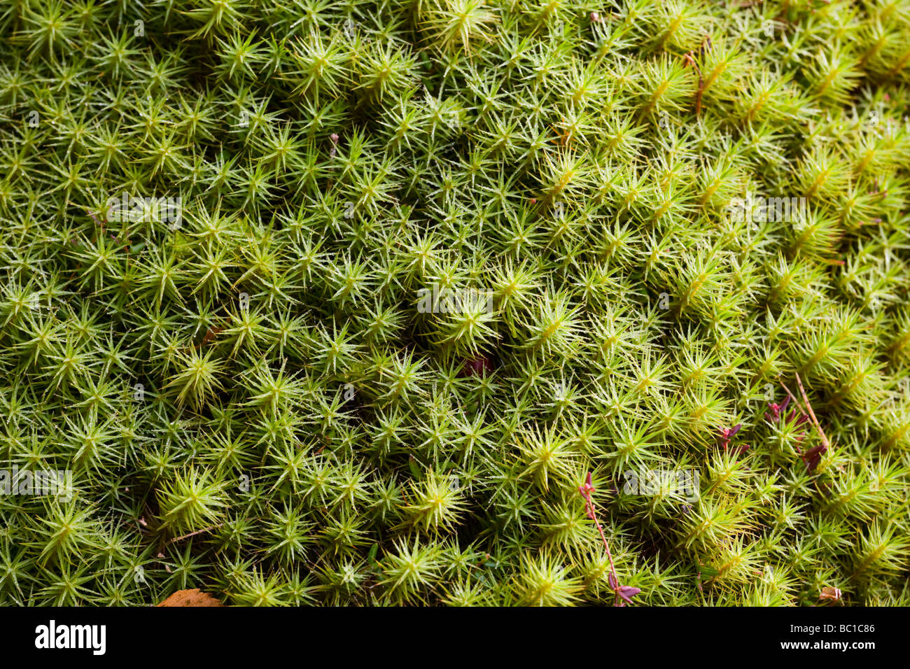 Common hair moss polytrichum commune Björnmossa Stock Photo