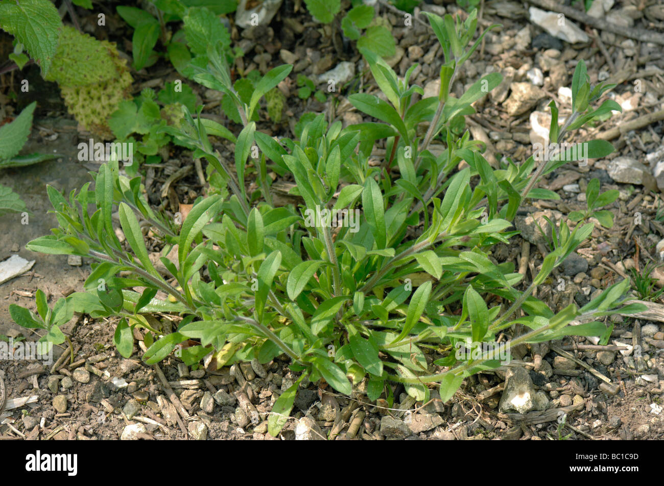 Forget me not Myosotis arvensis spreading plant with flower buds forming Stock Photo