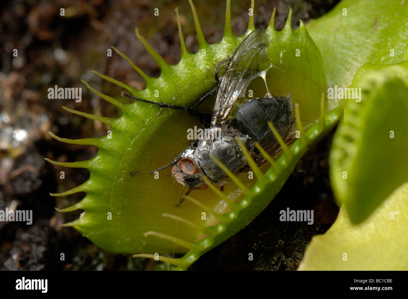 Venus fly trap Dioinaea muscipula with partly decomposed fly trapped between the leaves Stock Photo