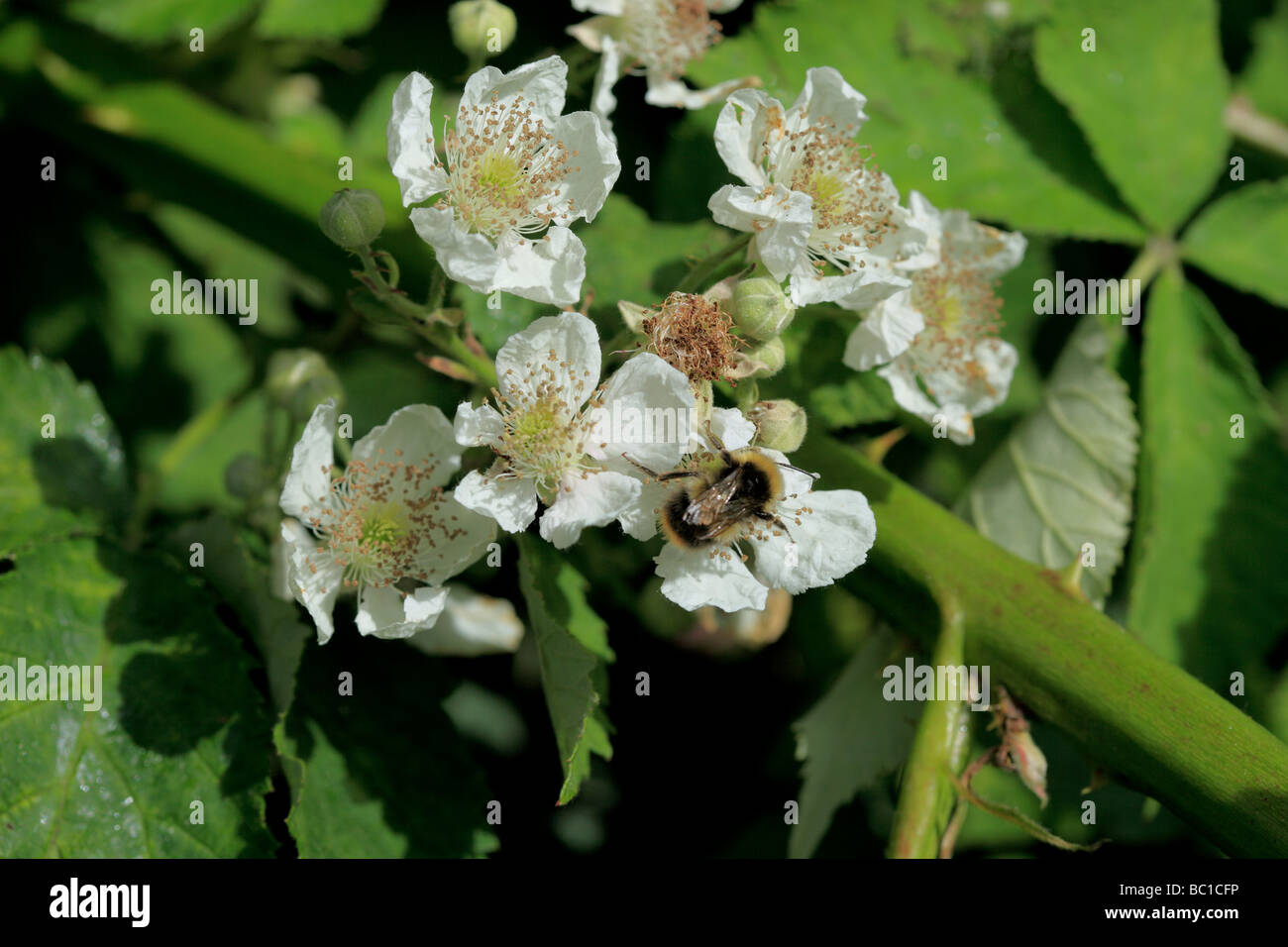 Bee on Blackberry flowers Stock Photo