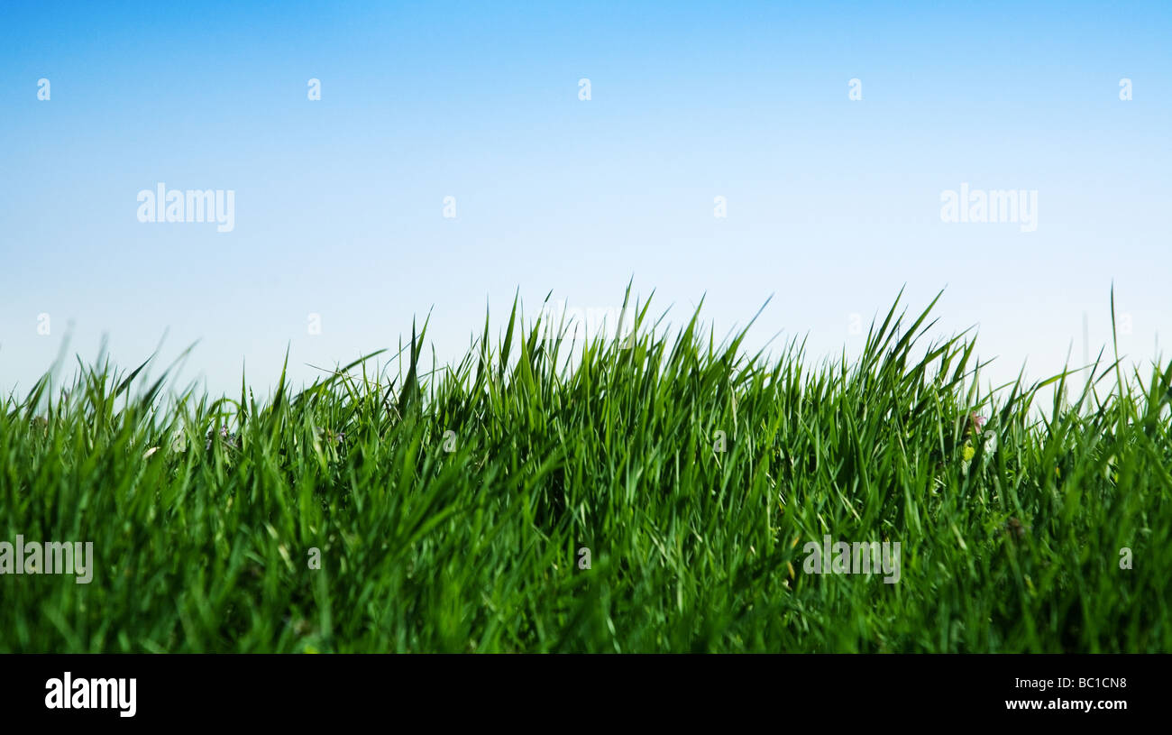 landscape with blue sky and green grass Stock Photo - Alamy
