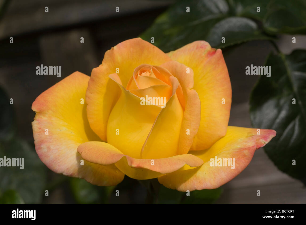 Beautiful yellow rose flower hi-res stock photography and images - Alamy