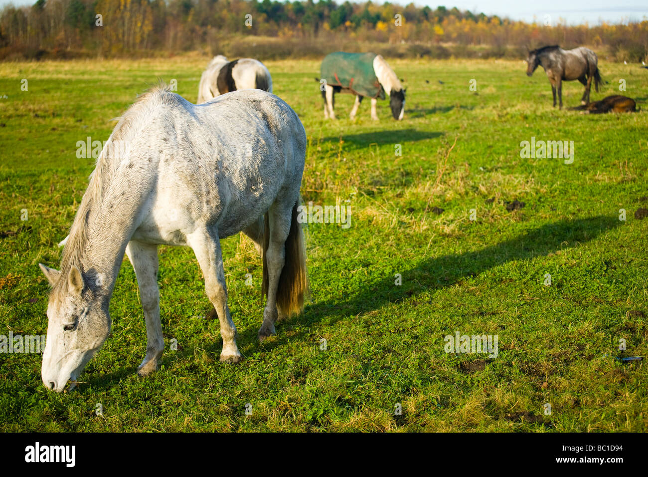 England Tyne Wear Boldon Horses grazing in a field located near the former Boldon Colliery in South Tyneside Stock Photo