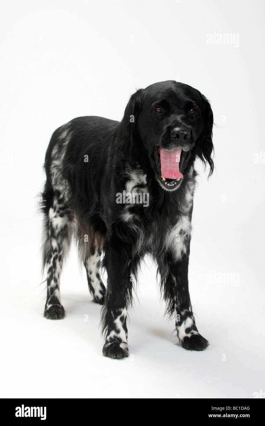 grosser munsterlander