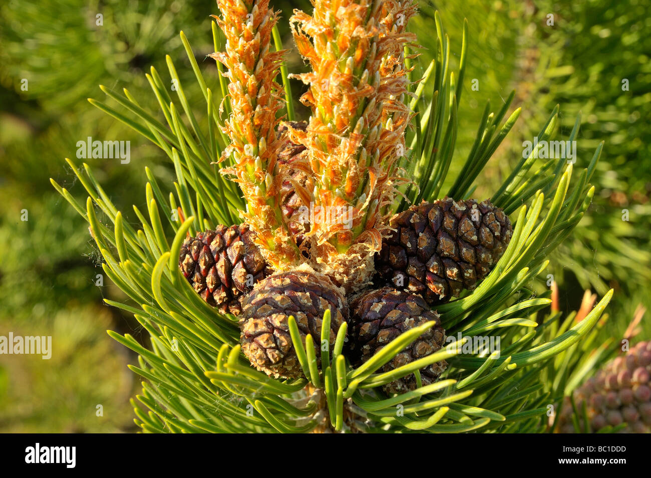 Pine tree cones Stock Photo Alamy