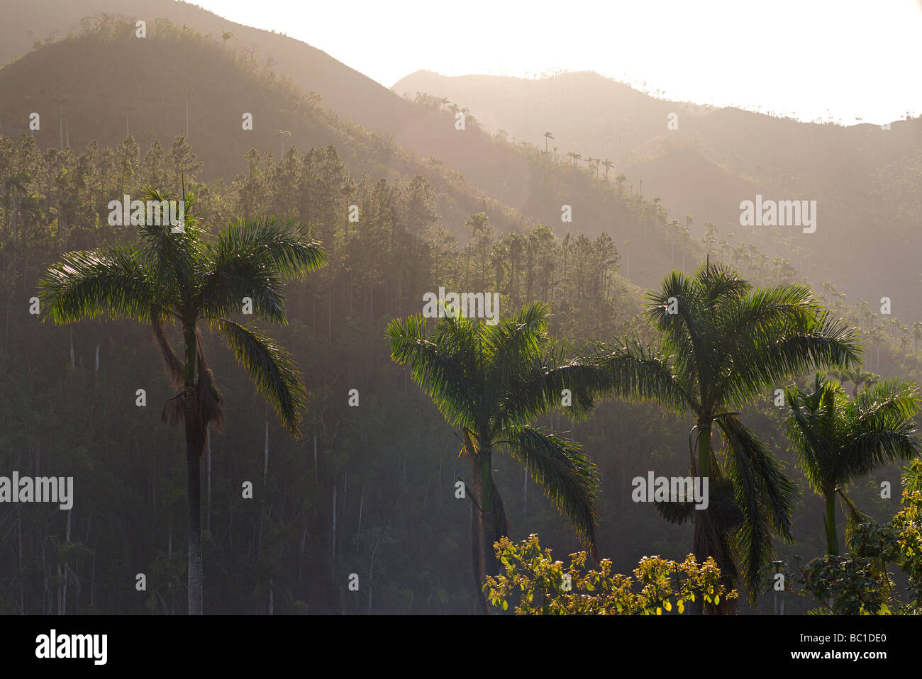 Palm tree filled landscape on the road from Soroa to Las Terazzas, Cuba Stock Photo