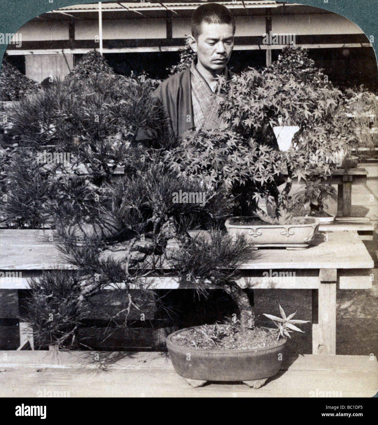 Dwarf pines and maples in Count Okuma's greenhouse, Tokyo, Japan, 1904. Artist: Underwood & Underwood Stock Photo