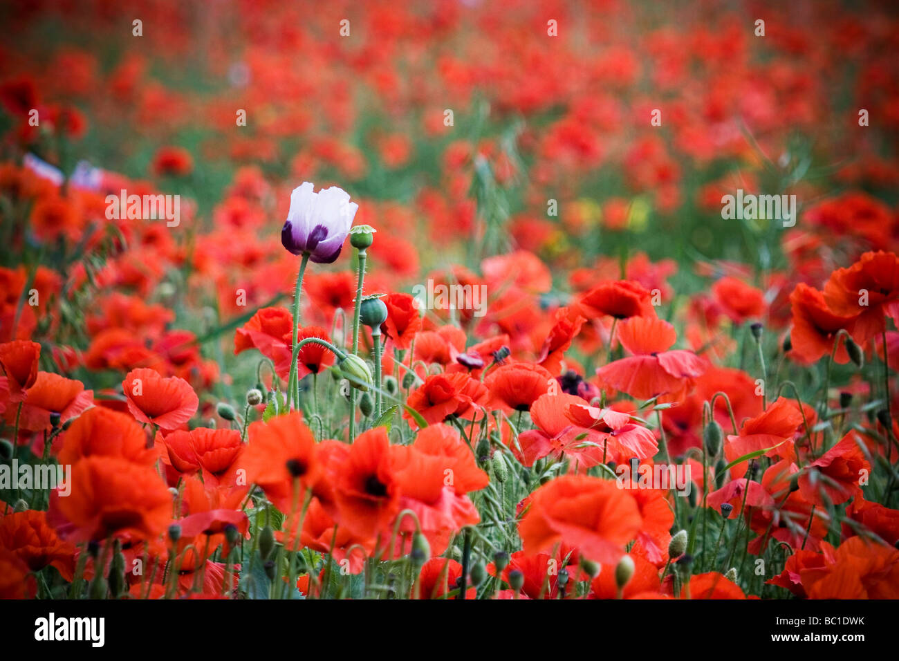 Purple and White poppy amongst a field of red poppies Stock Photo - Alamy