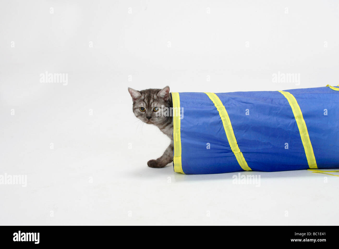 Domestic Cat coming out of tunnel Stock Photo